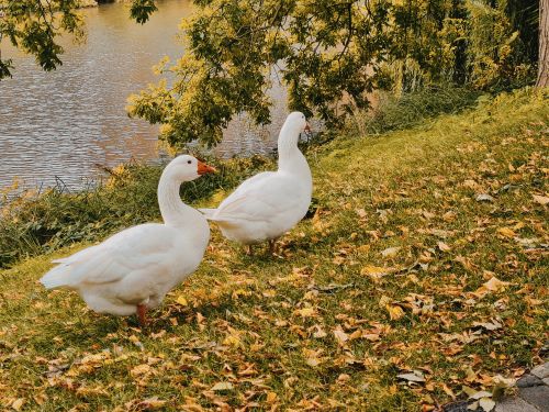 Free Two white geese stand by a scenic riverbank in autumn. Captured in Goes, Zeeland. Stock Photo