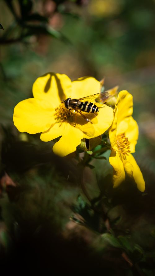 Free A detailed shot of a hoverfly resting on a vibrant yellow flower in sunlight. Stock Photo