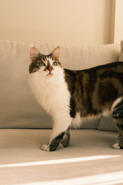 Free A fluffy tabby cat lounging on a sofa with warm sunlight streaming in. Stock Photo