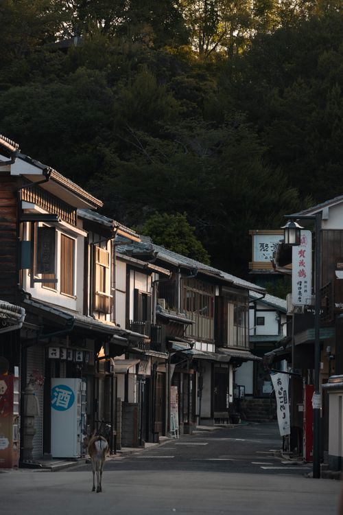 Free Charming street scene in Japan with a deer wandering through traditional houses. Stock Photo