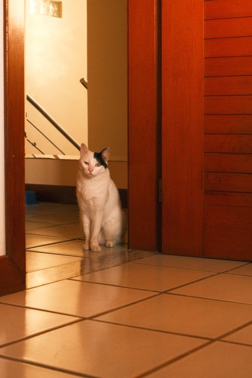 Free A black and white cat sits in a doorway of a tiled indoor space. Stock Photo