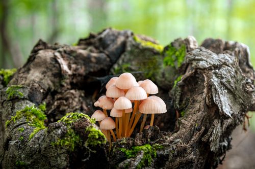 Free Close-up of pink mushrooms on a moss-covered log in a forest setting. Vibrant and natural. Stock Photo