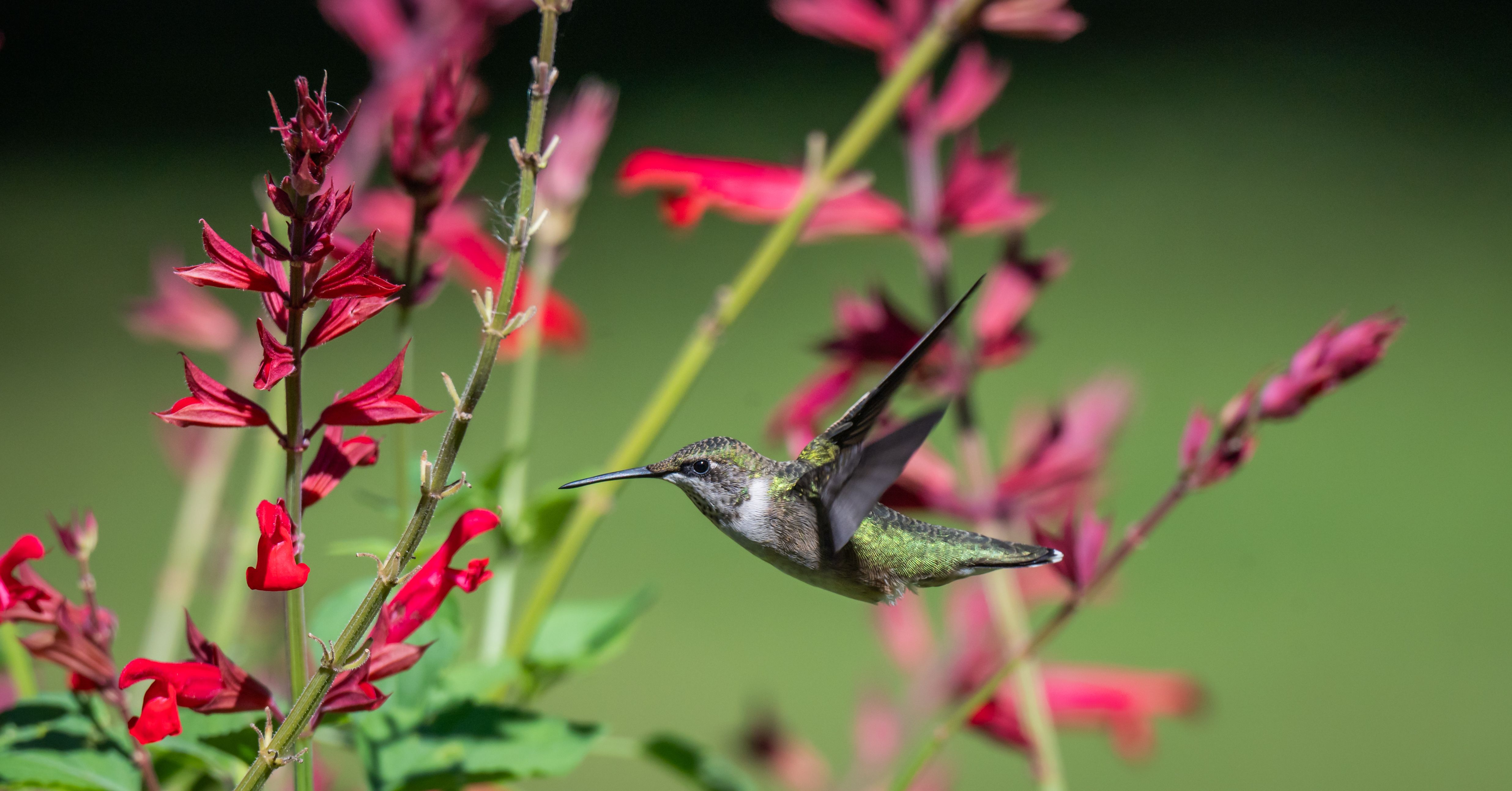 Colibrí Revoloteando Cerca De Vibrantes Flores Rojas. · Foto de stock ...
