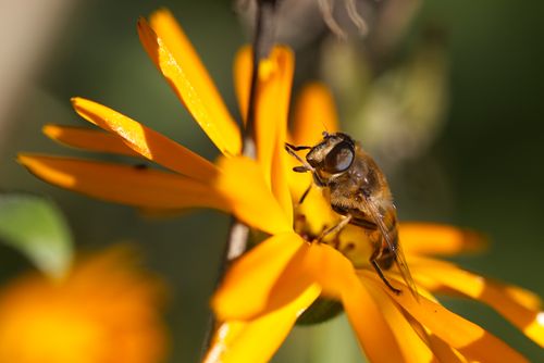 Free Close-up of a bee resting on a bright orange flower, showcasing intricate details. Stock Photo