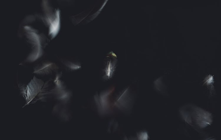 Many Feathers With Soft Texture On Black Background At Night