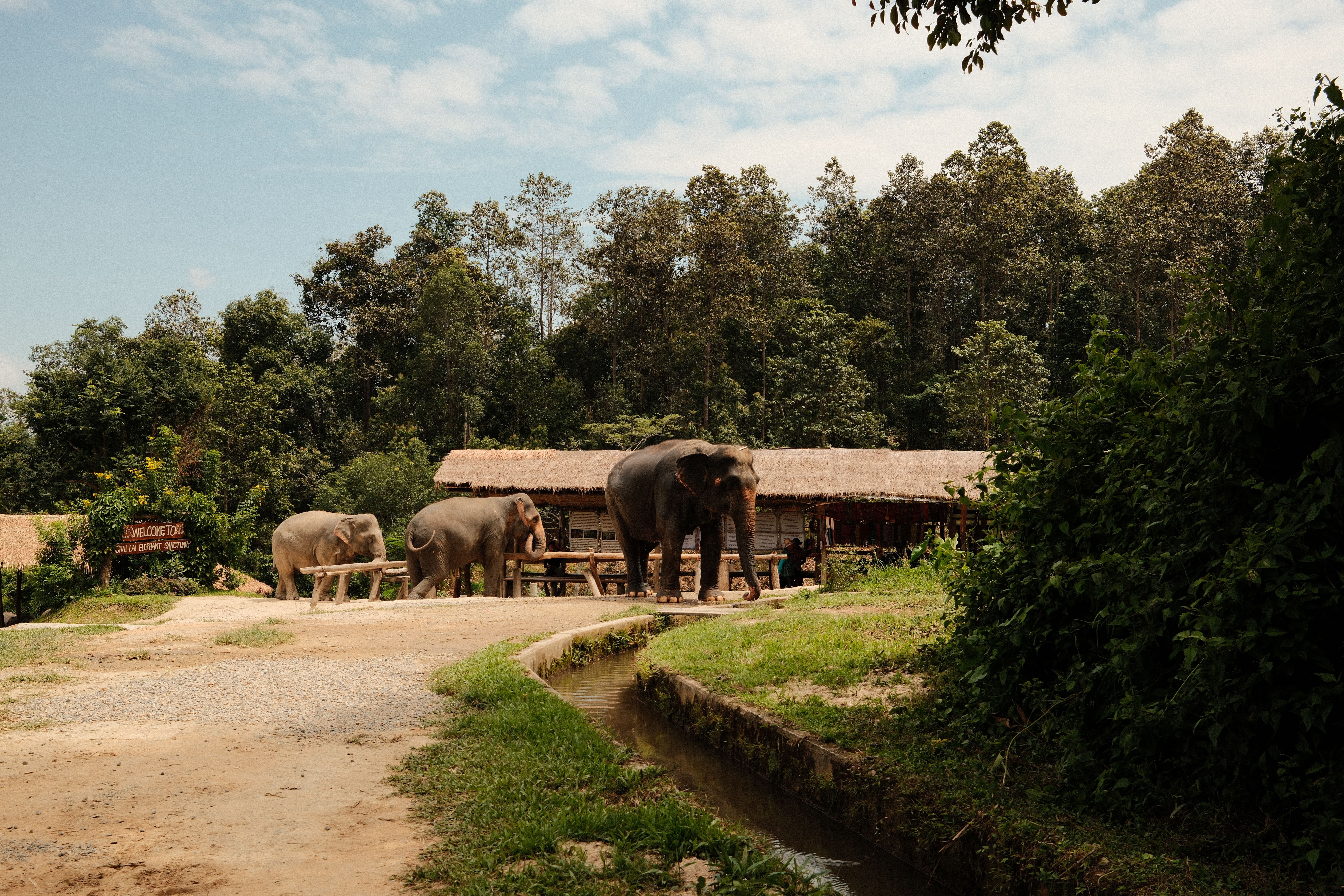 Elephants in a lush jungle sanctuary