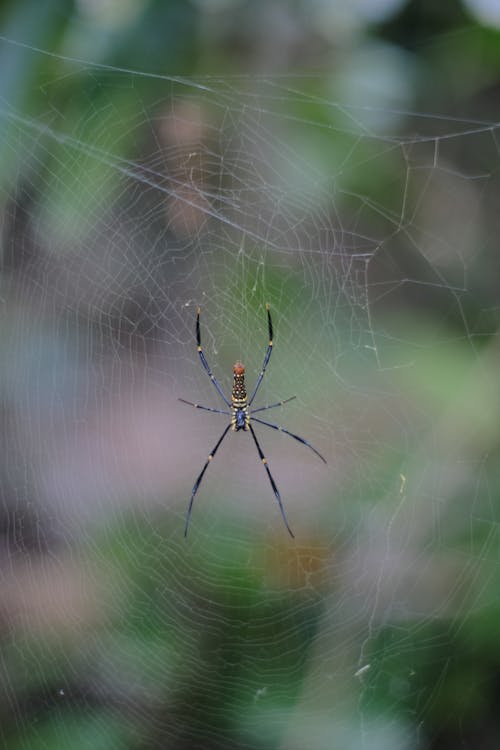 Δωρεάν στοκ φωτογραφιών με macro, web, αράχνη Φωτογραφία από στοκ φωτογραφιών