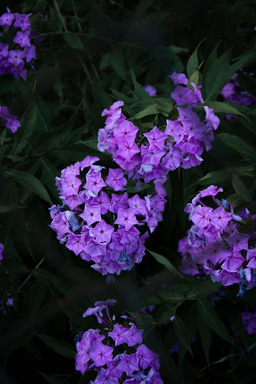 Free Close-up of vivid purple Phlox flowers amidst lush green leaves, capturing nature's beauty. Stock Photo