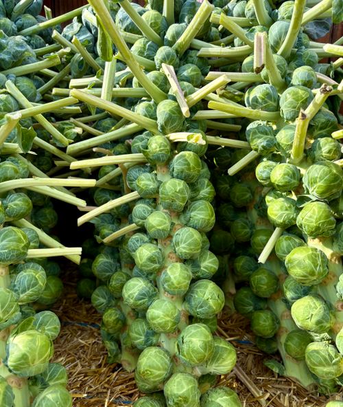 Free Close-up of fresh Brussels sprouts on stalks at an outdoor market, showcasing vibrant green colors and texture. Stock Photo