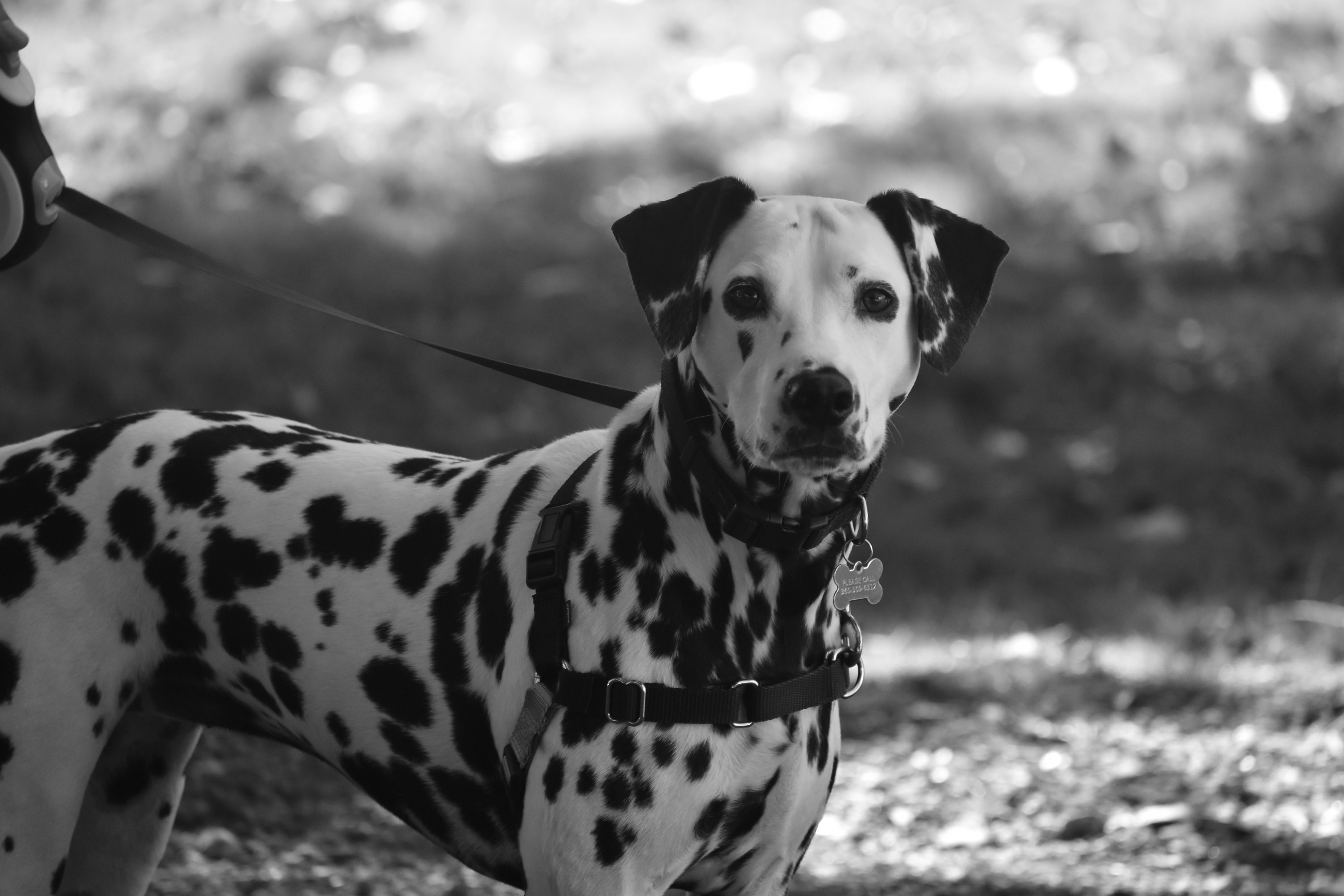 Formulate Pet Health Products to Improve Aging, Mobility and Immunity, Upcoming Webinar Hosted by Xtalks — Photo by wr heusti