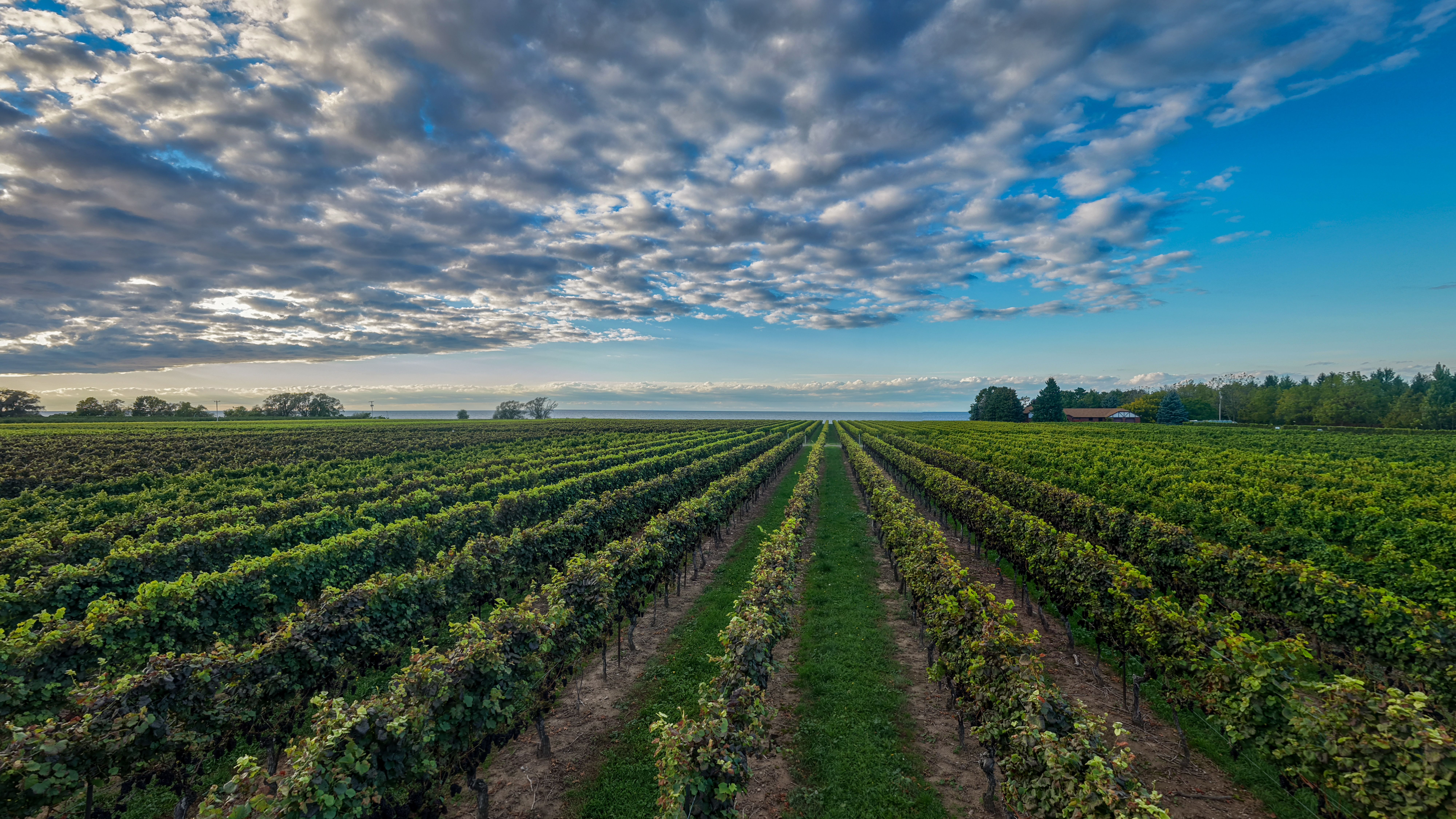 A scenic view of lush vineyards stretching to the horizon under a dramatic sky, capturing nature's beauty.