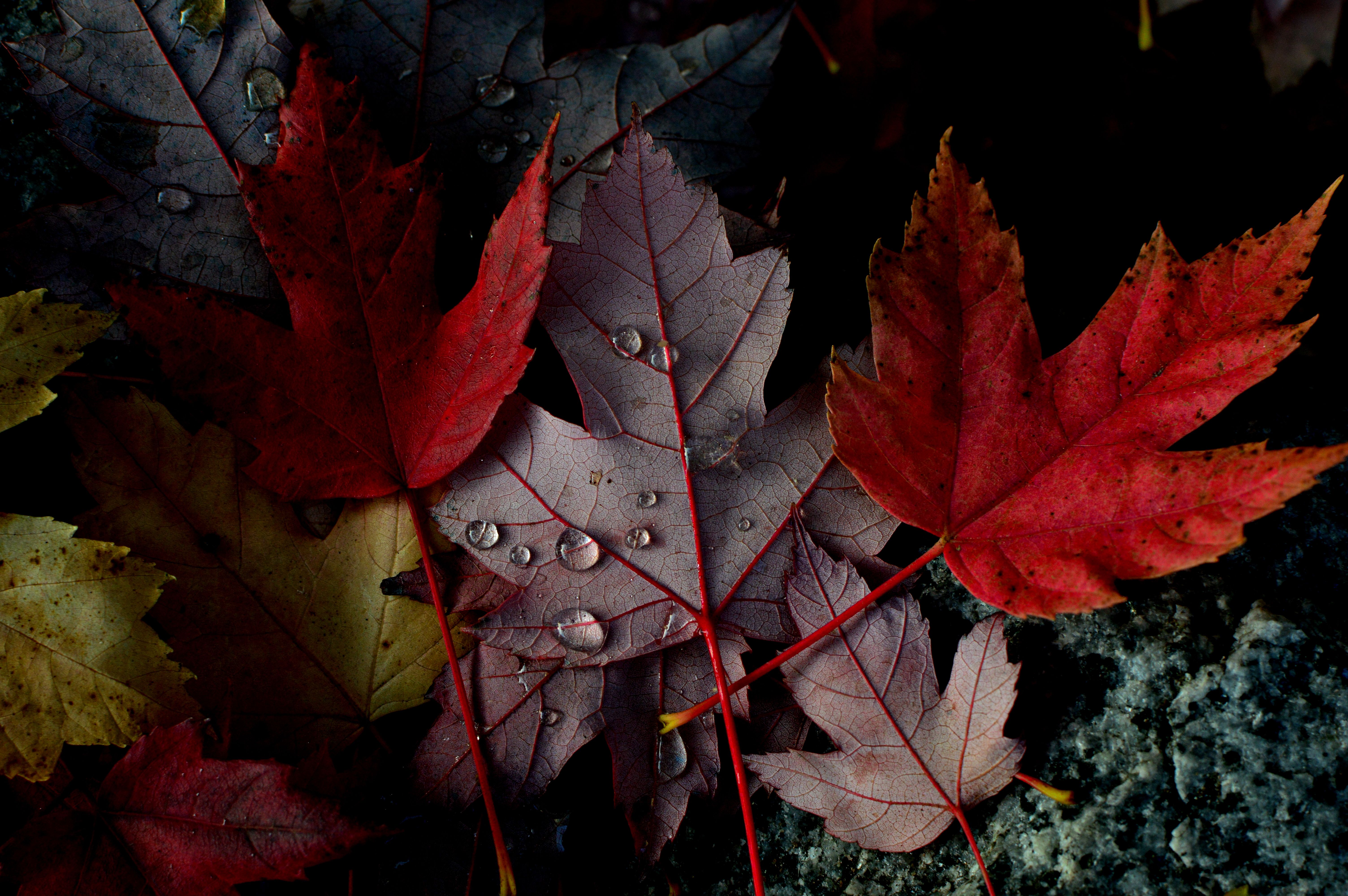 Close-up of Autumn Leaves with Dew Drops · Free Stock Photo