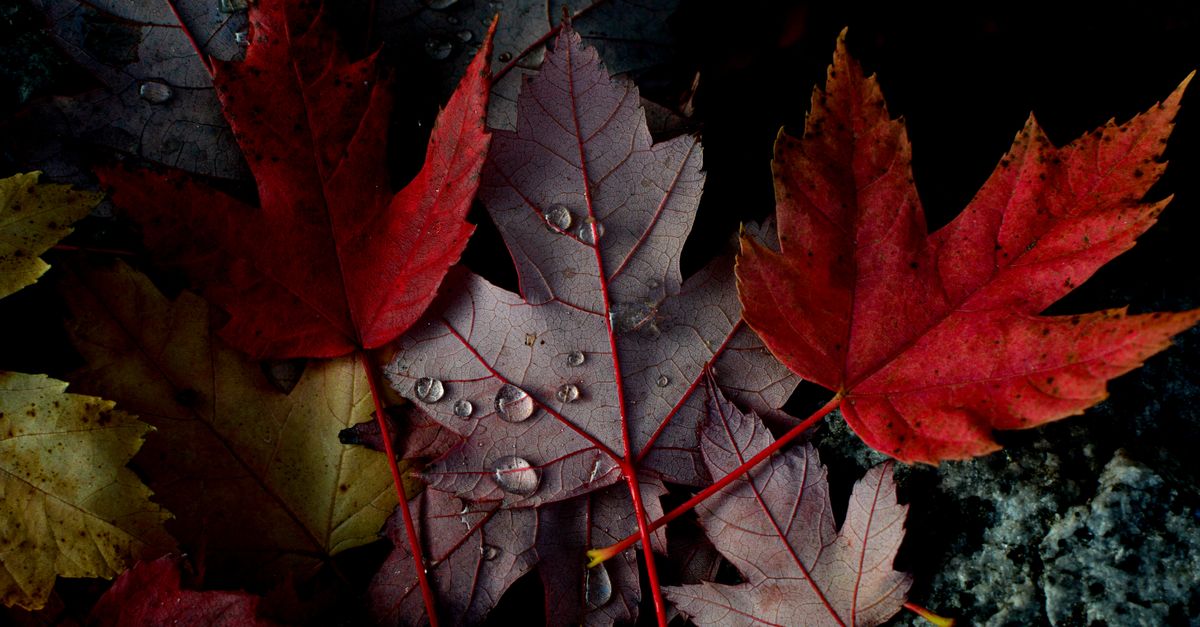 Image Compression Background Close-up of Autumn Leaves with Dew Drops · Free Stock Photo