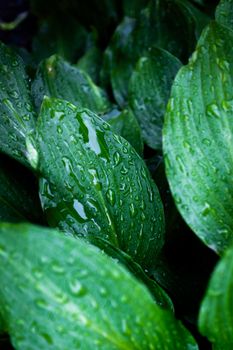 Close-up of vibrant green leaves covered in fresh rain droplets, exuding a refreshing and natural feel.