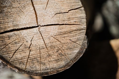 Free Detailed close-up of a tree log showing wood grain and natural cracks, perfect for nature and texture themes. Stock Photo