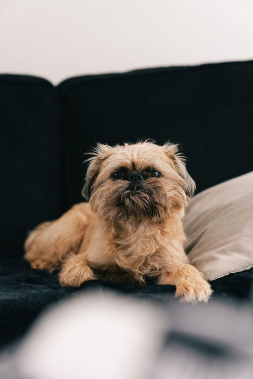 Free Charming Brussels Griffon dog lounging comfortably on a modern sofa. Stock Photo