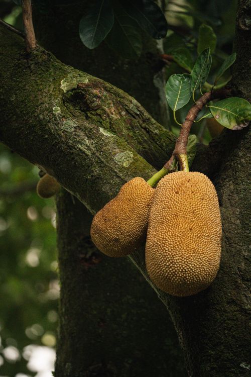 Free Detailed view of ripe jackfruit hanging on a tree with lush green leaves, showcasing nature's bounty. Stock Photo