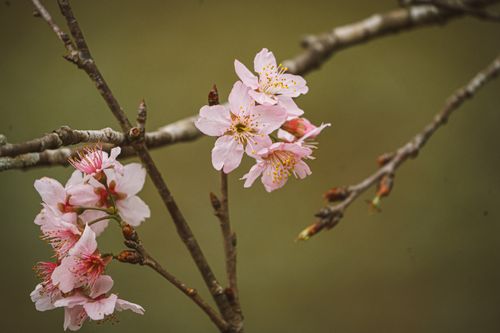 Free A detailed close-up of delicate pink cherry blossoms on a bare branch against a soft background. Stock Photo