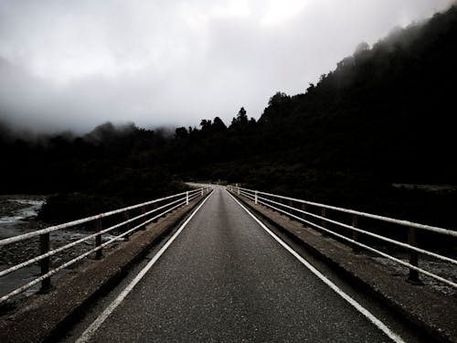 Alberi Coperti Di Nebbia