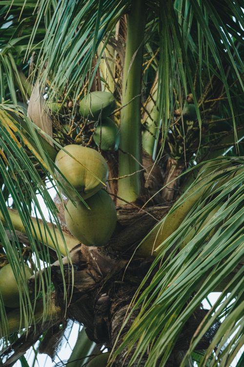 Free Close-up of a coconut palm tree showcasing green coconuts and lush leaves in a tropical setting. Stock Photo