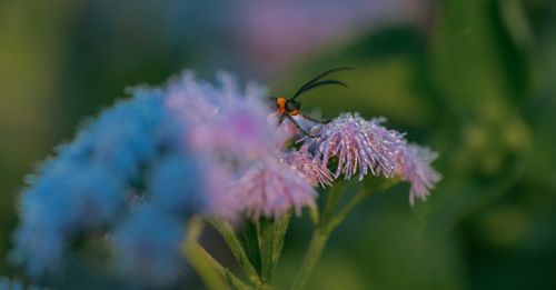 Free Macro shot of black and orange insect on dewy purple flowers in a green garden. Stock Photo