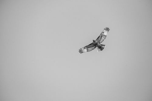 Free Black and white image of a hawk soaring through the sky, showcasing its graceful wings. Stock Photo