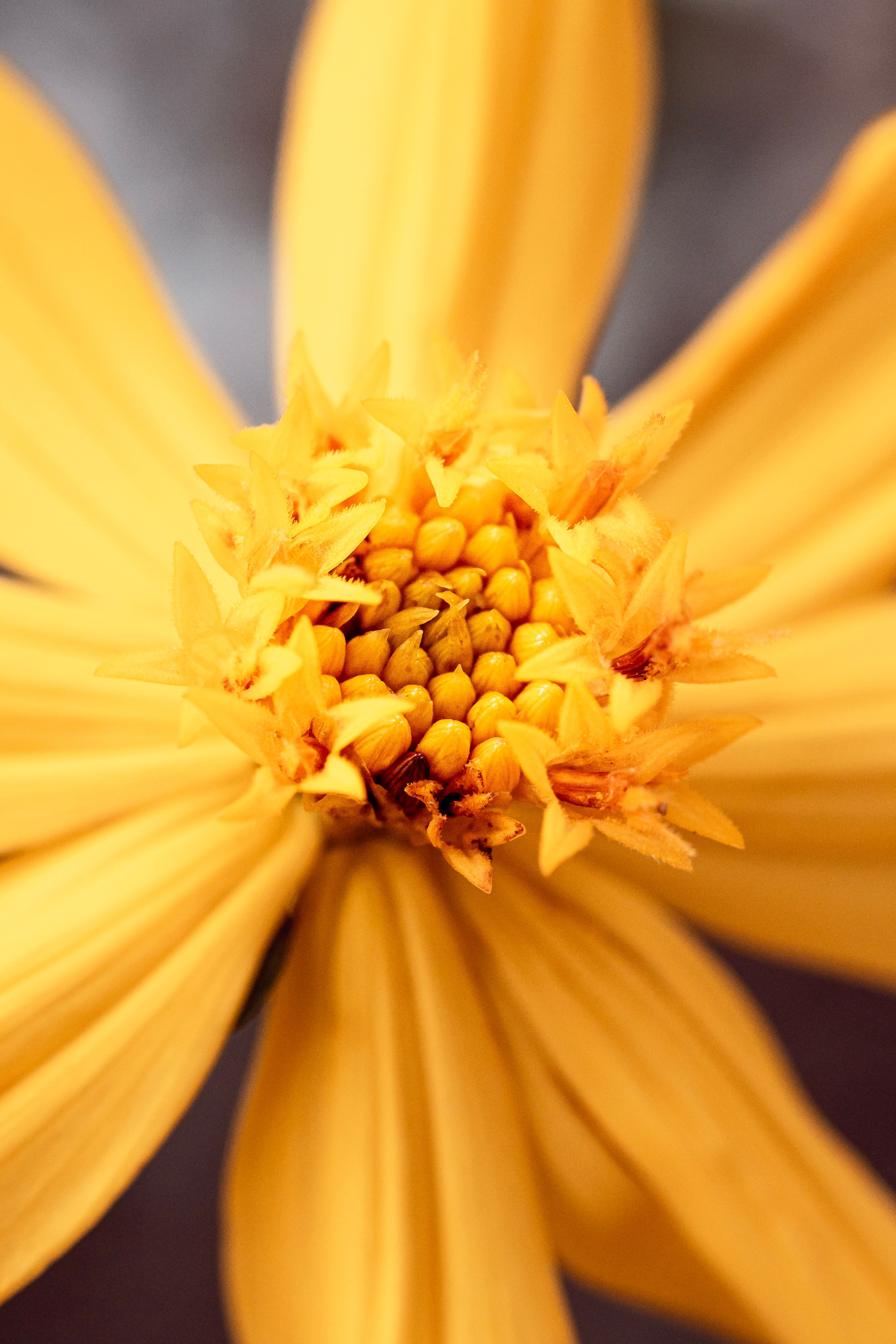 Fotomural Fotografía macro detallada que muestra los vibrantes pétalos amarillos de una flor, resaltando su belleza natural.