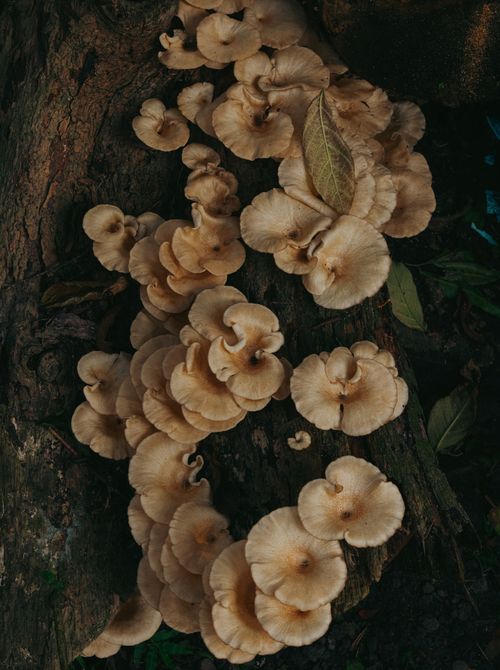 Free A cluster of earthy brown mushrooms growing on a tree trunk in an outdoor forest setting. Stock Photo