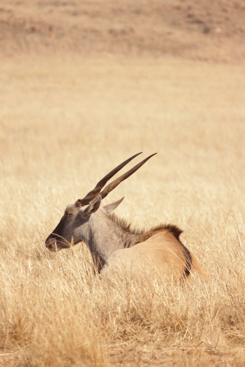 Animal Lying On Brown Grass Field