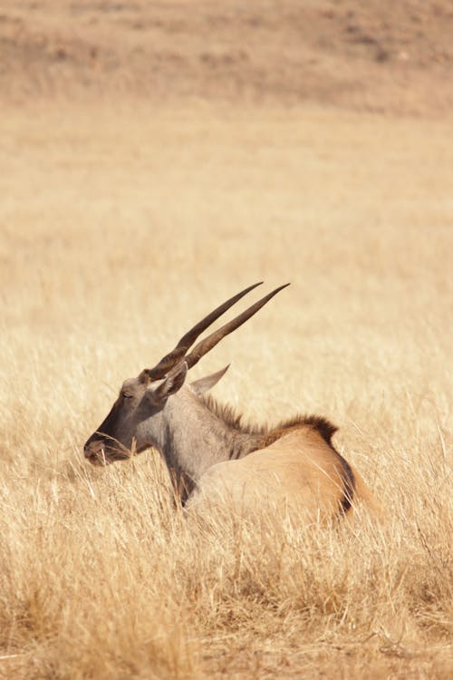 Foto profissional grátis de África, África do Sul, animais selvagens