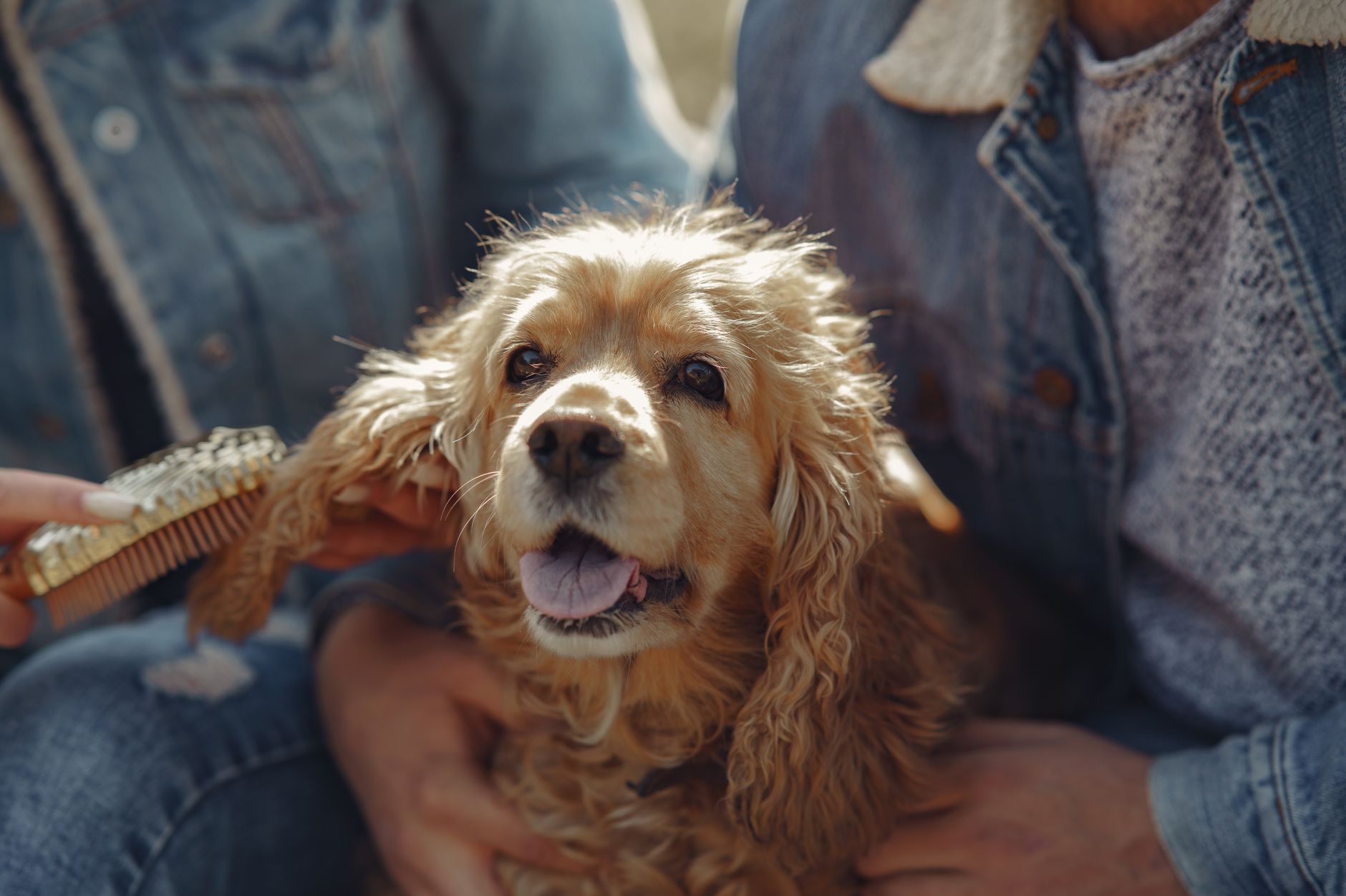 Crop couple in similar jeans clothes hugging dog in back lit and brushing hair on ears while walking on forest lawn in autumn