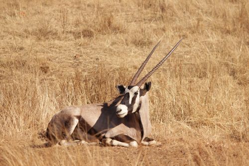 Free A solitary gemsbok rests in the sunlit grasslands of South Africa, showcasing its striking horns. Stock Photo