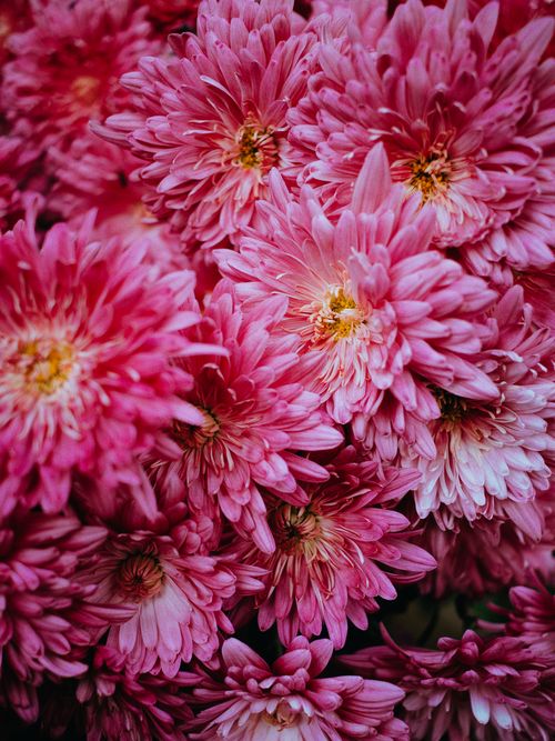 Free Close-up of bright pink chrysanthemums showcasing their intricate petals and vivid color. Stock Photo