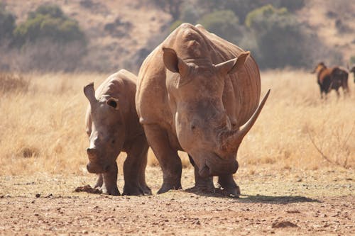 Free Two Rhinoceros Walking On Brown Field Stock Photo