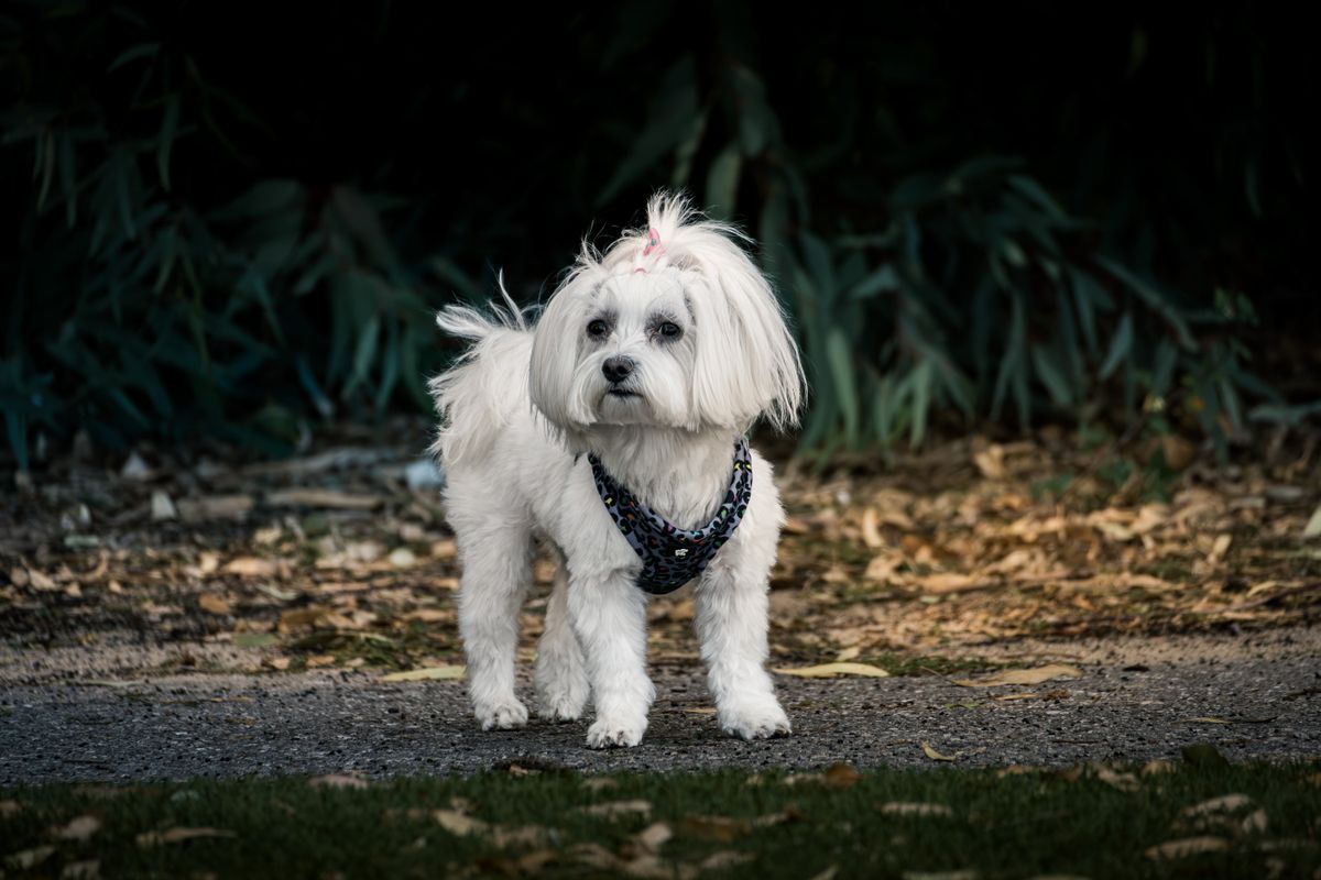 Small White Dog Breeds: 15 Compared by Size, Coat & Shedding