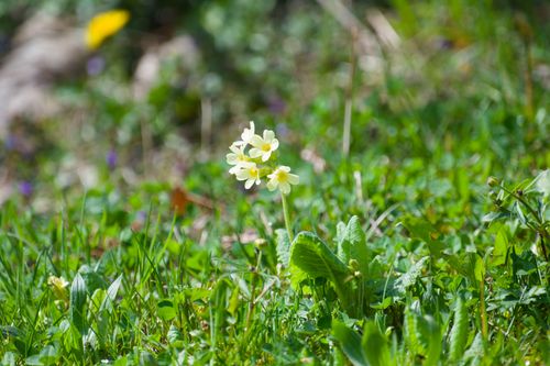 Free Bright primrose flower blooming amidst lush green meadow in natural setting. Stock Photo