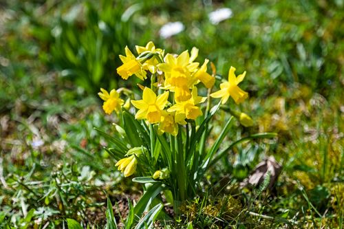 Free Cluster of bright yellow daffodils blooming in a grassy spring meadow. Stock Photo