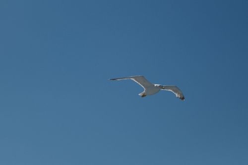 Free A seagull gracefully flying against a clear blue sky in daylight. Perfect for nature and freedom concept. Stock Photo