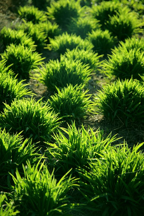 Green Grass in Close-up Photography