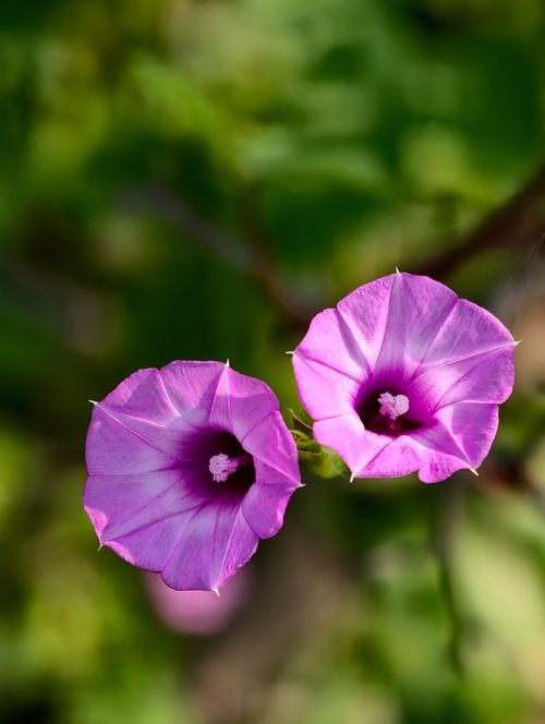 Free Macro shot of two vibrant pink morning glory flowers against a lush green background, captured in Nagka, India. Stock Photo