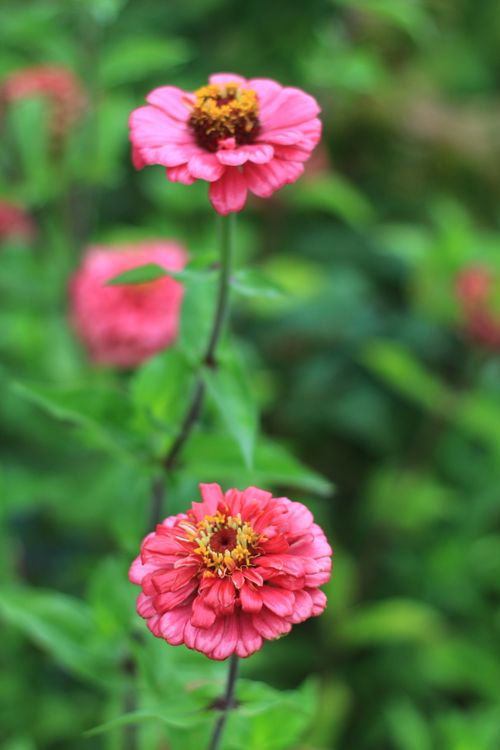 Free stock photo of flower, nature, pink Stock Photo