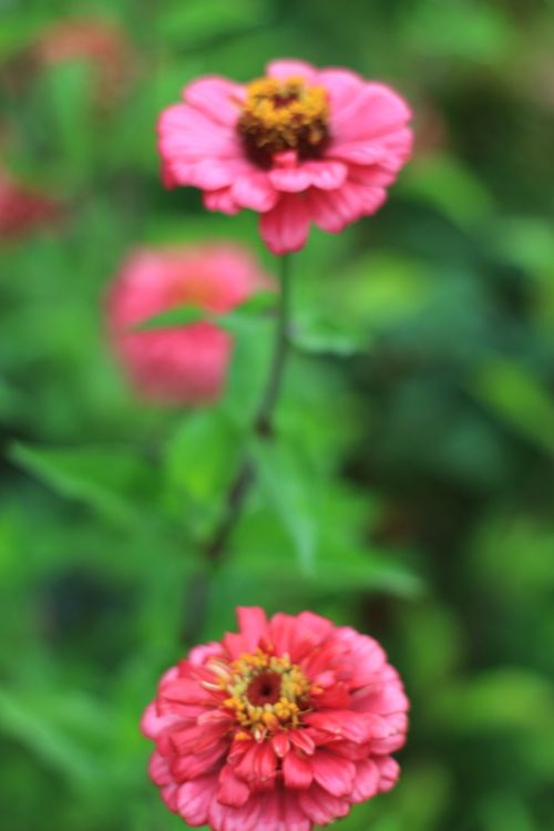 Free stock photo of flower, nature, pink Stock Photo