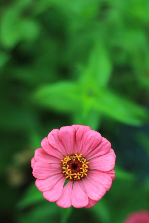 Free stock photo of flower, nature, pink Stock Photo