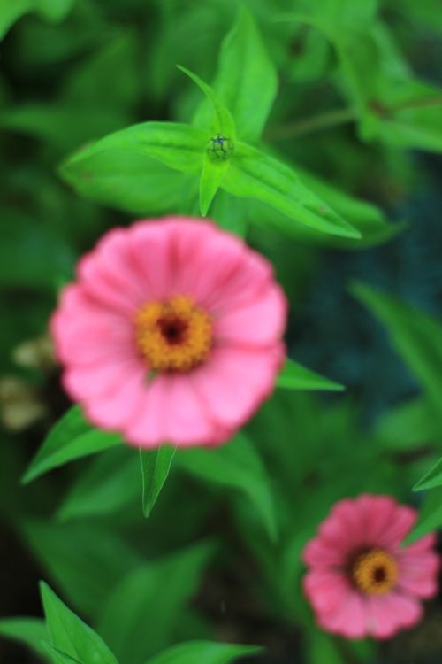 Free stock photo of flower, nature, pink Stock Photo