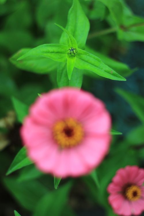 Free stock photo of flower, nature, pink Stock Photo