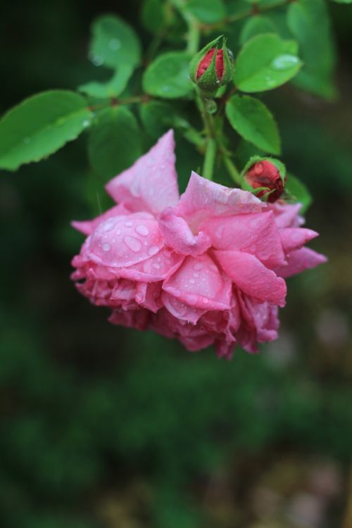 Free stock photo of flower, nature, pink Stock Photo