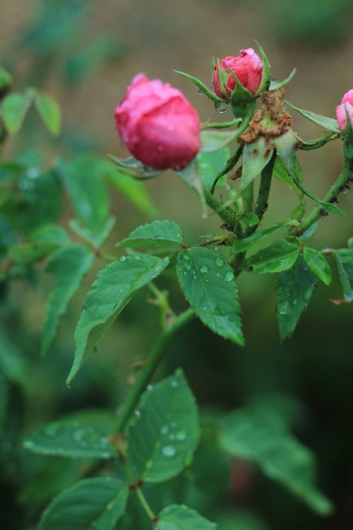 Free stock photo of flower, nature, pink Stock Photo