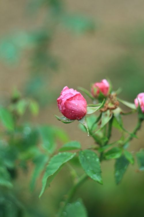 Free stock photo of flower, nature, pink Stock Photo