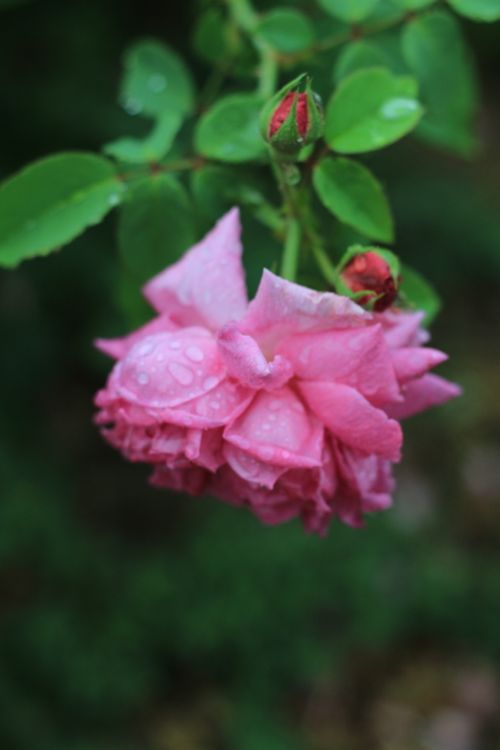 Free stock photo of flower, nature, pink Stock Photo