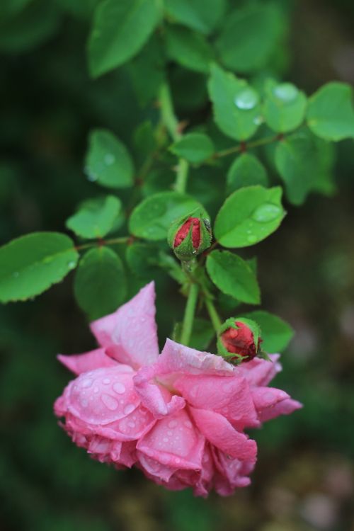 Free stock photo of flower, nature, pink Stock Photo
